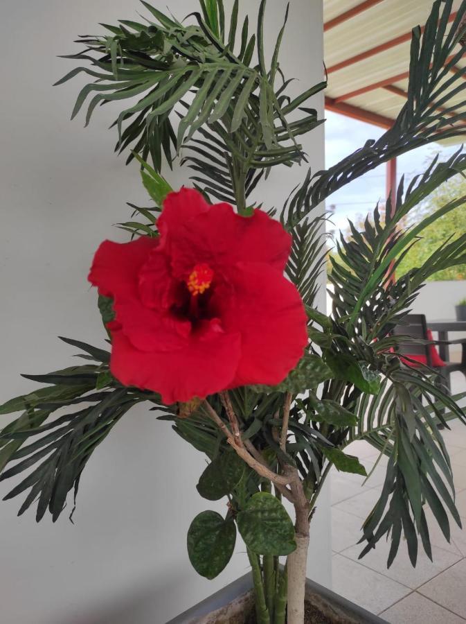 Runcu Arequipa住宿加早餐旅馆 外观 照片